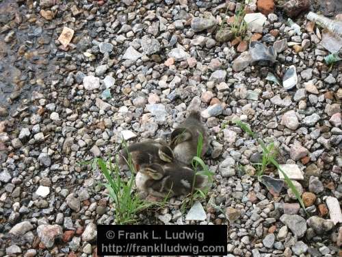 Ducklings